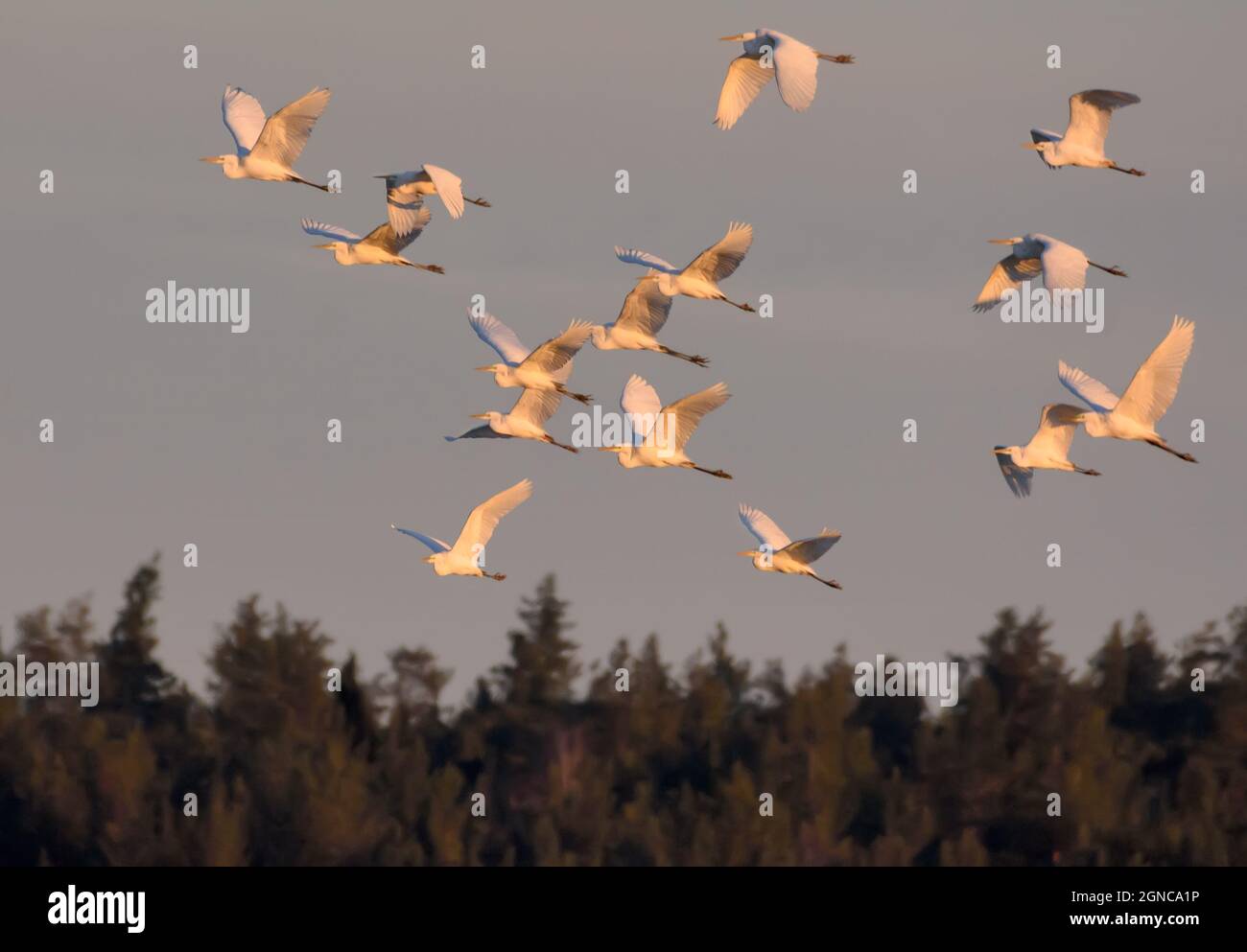 Große Scharen von Silberreihern (Ardea alba) fliegen am Frühlingsmorgen über den Waldrand Stockfoto