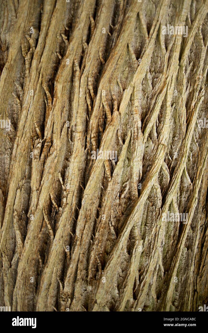 Detail der äußeren Rinde des Baumes. Norfolk, England Stockfoto