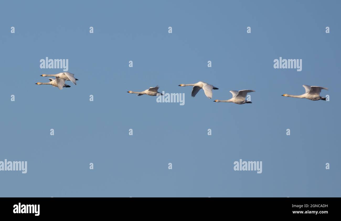 Schar von Tundra-Schwanen (Cygnus columbianus) wandert im Flug auf klaren blauen Frühlingshimmel Stockfoto