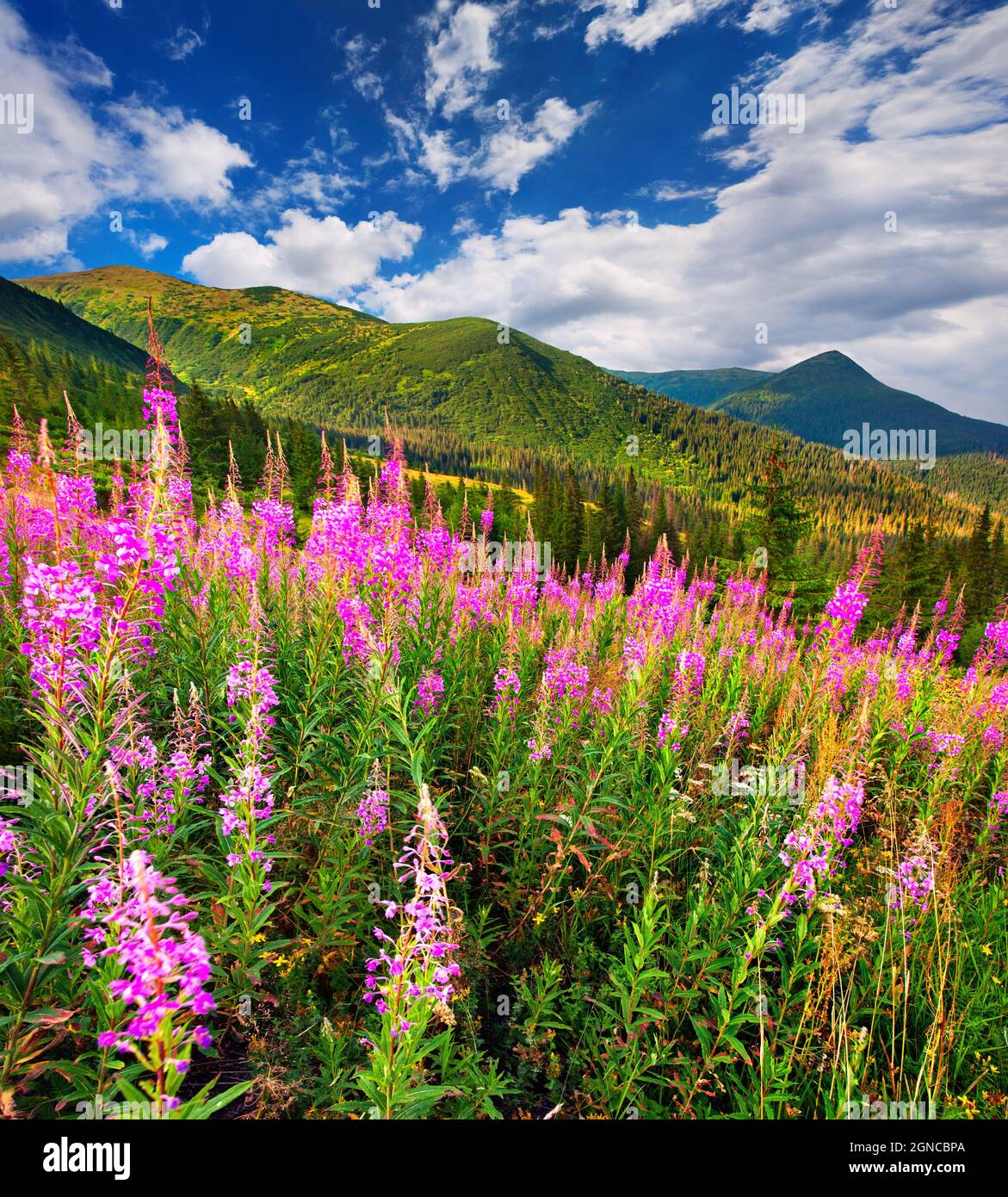Herrliche Sommerlandschaft in den Karpaten mit Feldern blühender Bettler-Zecken-Blumen. Sonniger Morgenblick, Ukraine, Europa. Schönheit der Natur Konz Stockfoto