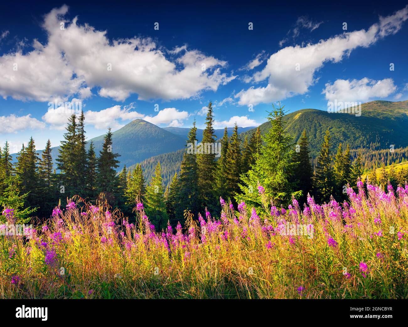 Herrliche Sommerlandschaft in den Karpaten mit Feldern blühender Bettler-Zecken-Blumen. Sonniger Morgenblick, Ukraine, Europa. Schönheit der Natur Konz Stockfoto