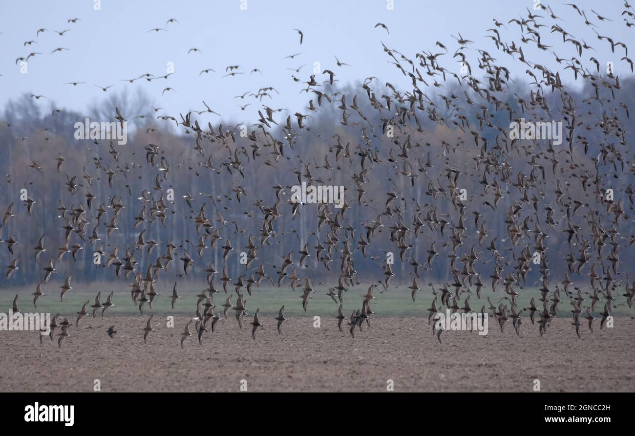 Sehr große Ruffsschar (Calidris pugnax) im Flug über karges Land während der Frühjahrsmigration Stockfoto