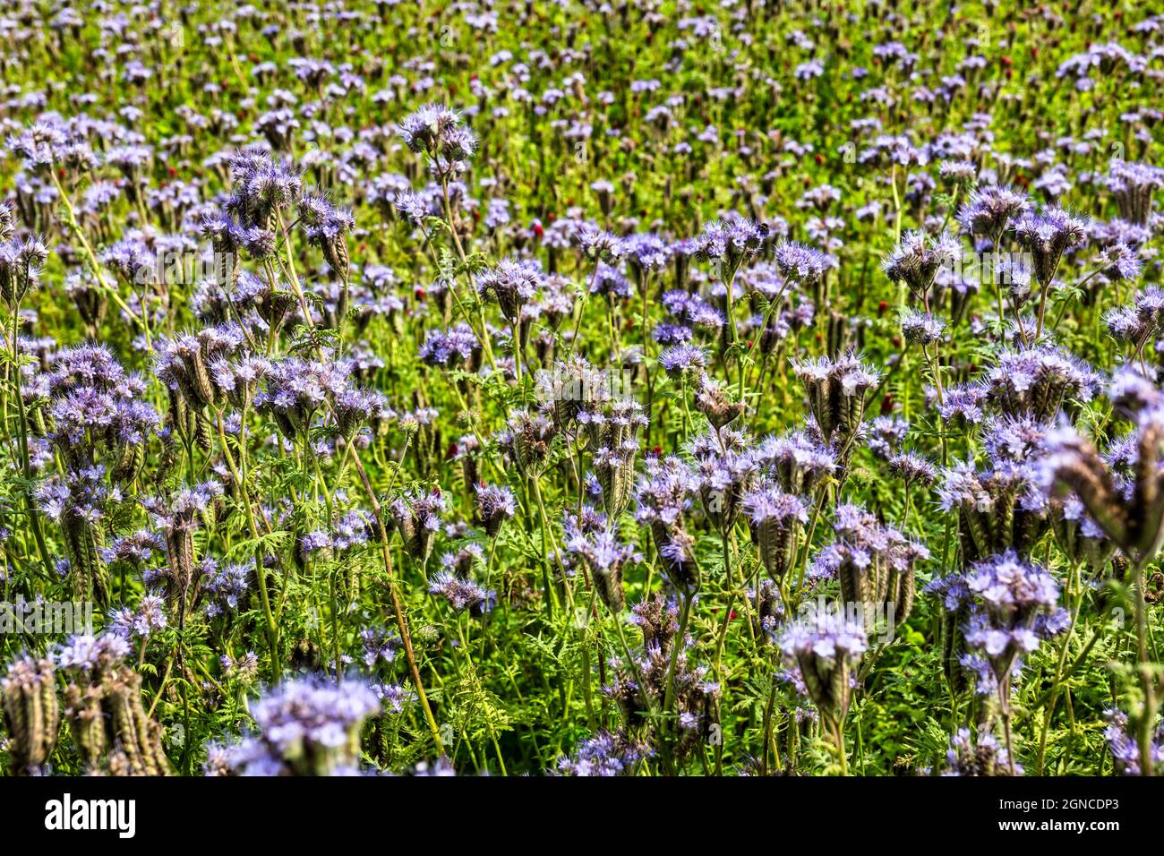 Deckblättrige Phacelie (Purple Tansy oder Phacelia tanacetifolia), East Lothian, Schottland, Großbritannien Stockfoto