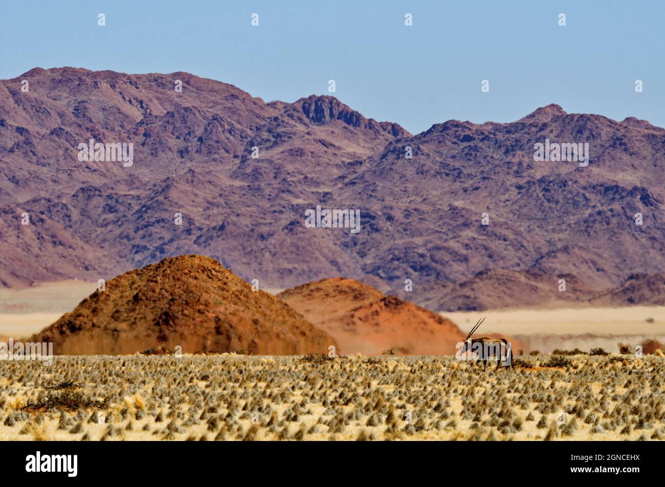 Oryx in der namib Wüste südlich von Sesriem, Distrikt Maltahöhe, Hardap Region, Namibia Stockfoto