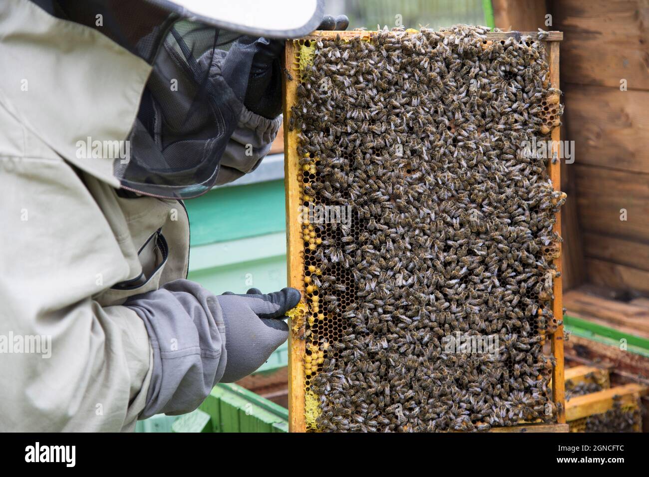 Westliche Honigbienen auf einer Wabe Stockfoto