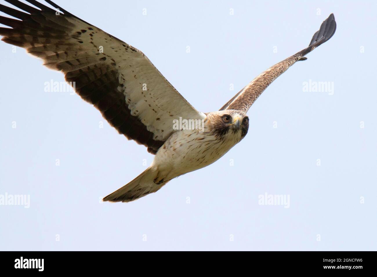 Fliegender Zwergadler (Hieraaetus pennatus) Stockfoto