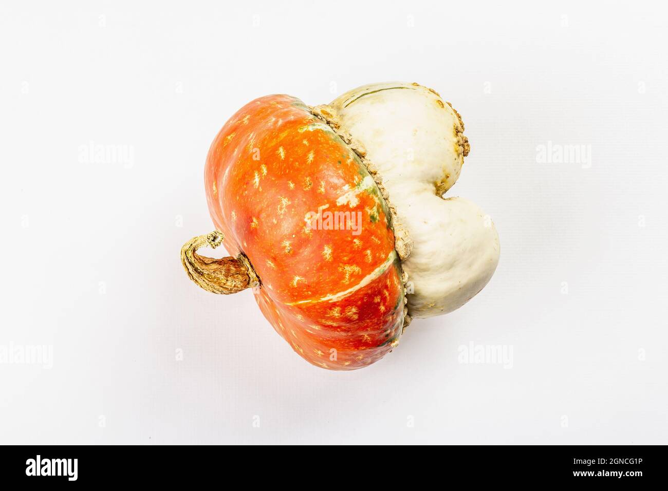 Reifer dekorativer Kürbis isoliert auf weißem Hintergrund. Ganzer Cucurbita Maxima Squash, traditionelles festliches Dekorationselement für Halloween oder als Weihnachtsmann Stockfoto