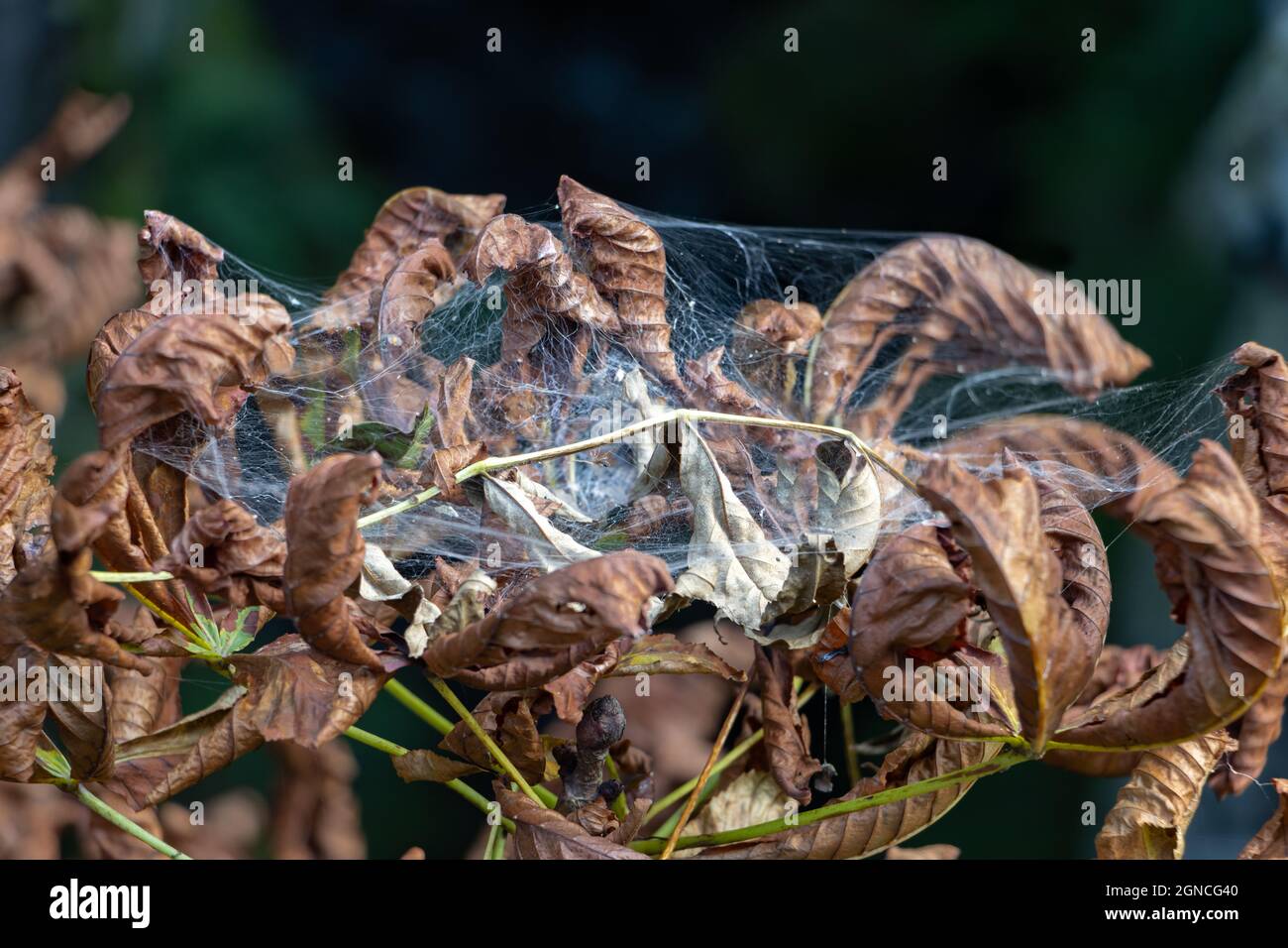 Spinnennetz auf trockenen Blättern auf einem Ast im Sonnenlicht Stockfoto