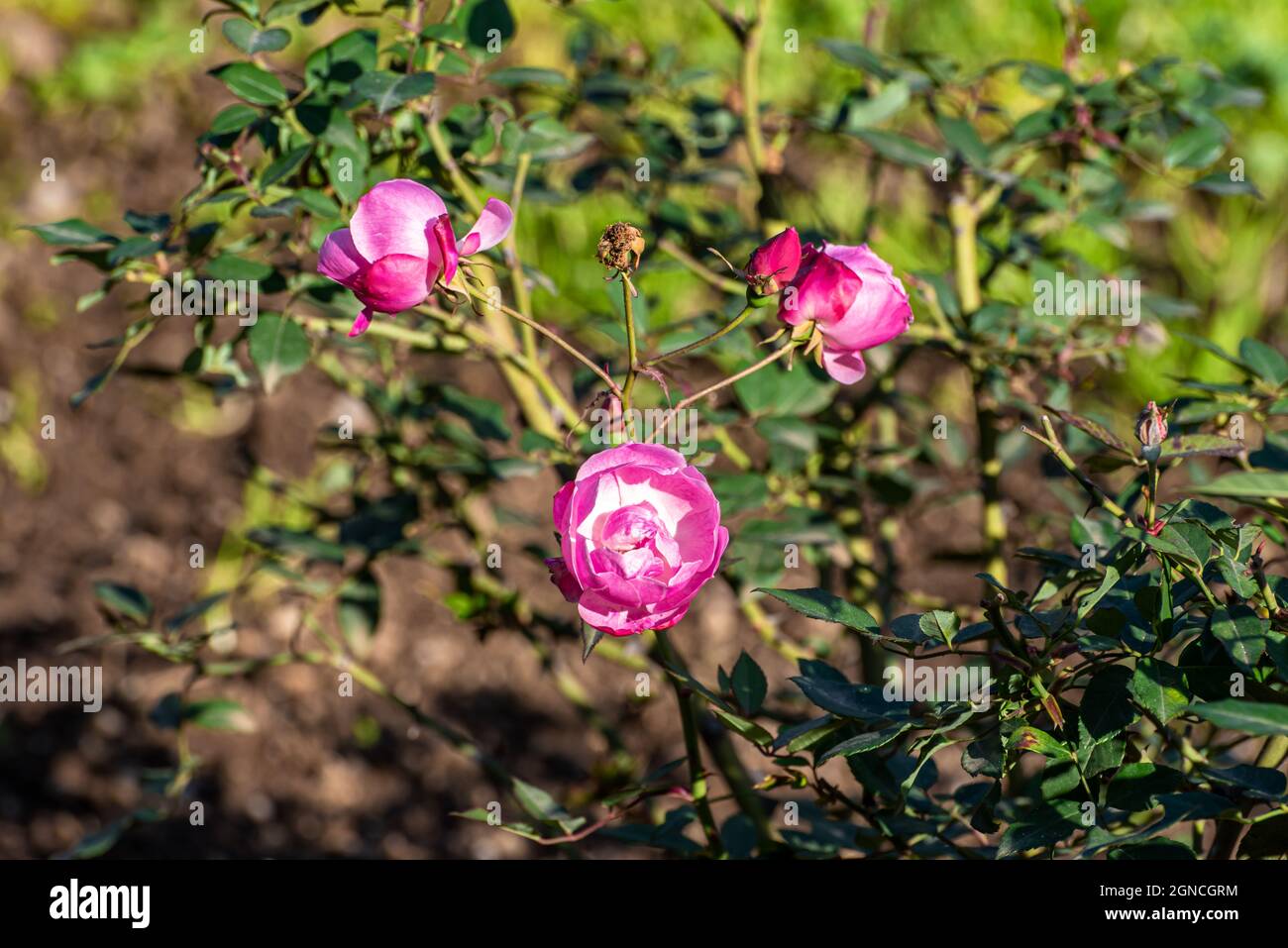 Nahaufnahme von rosa Rosen, die in den Büschen blühen Stockfoto