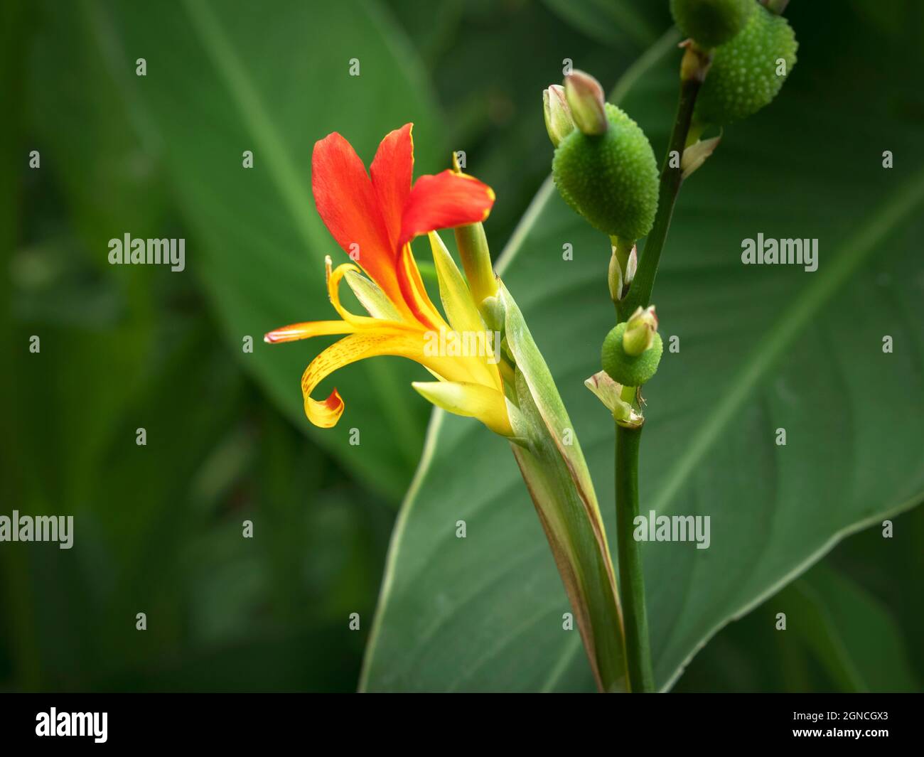 Canna-Lilie, Früchte und grüne Blätter Stockfoto
