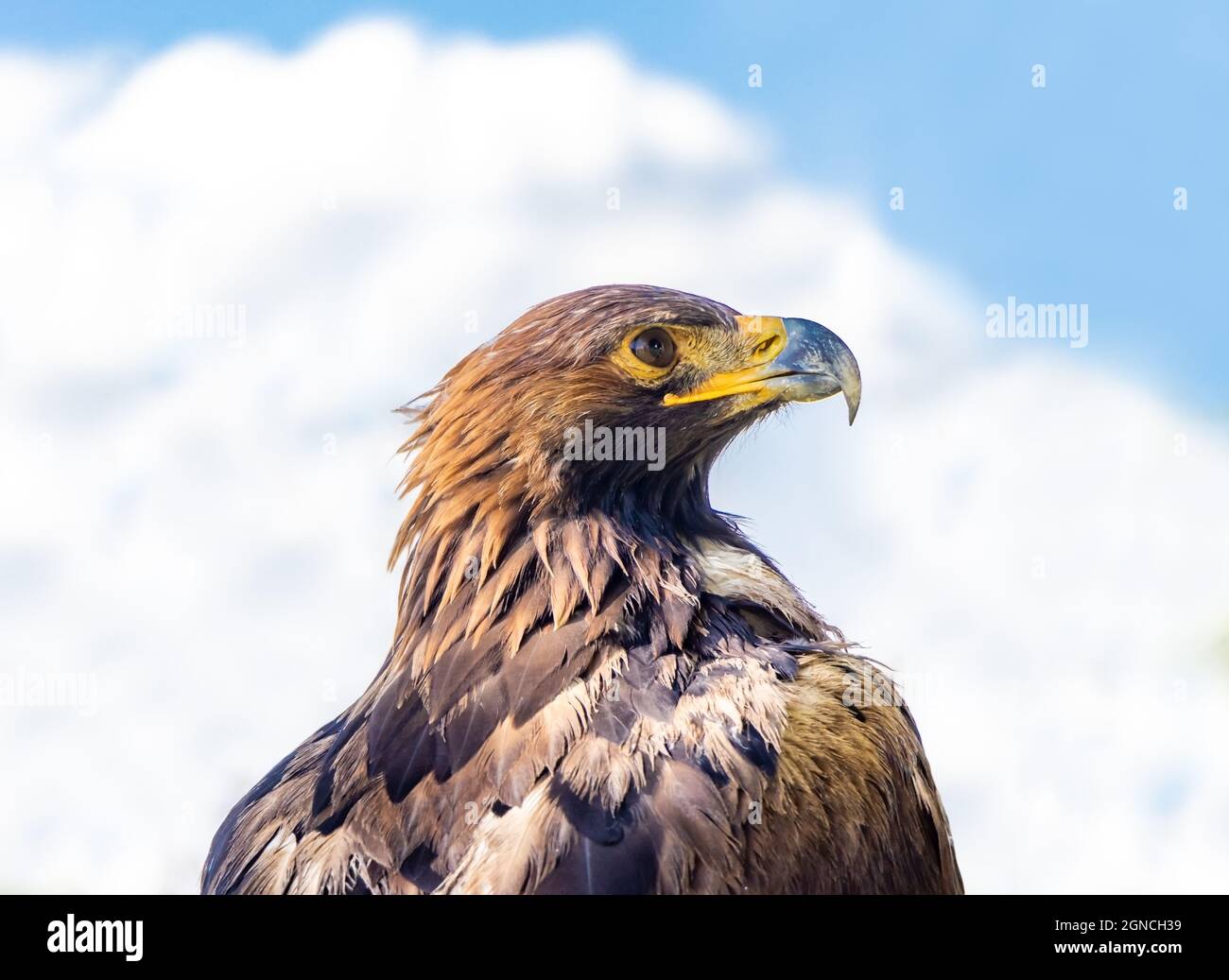 Das Porträt des Goldenen Adlers (Aquila chrysaetos) auf blauem Hintergrund Stockfoto