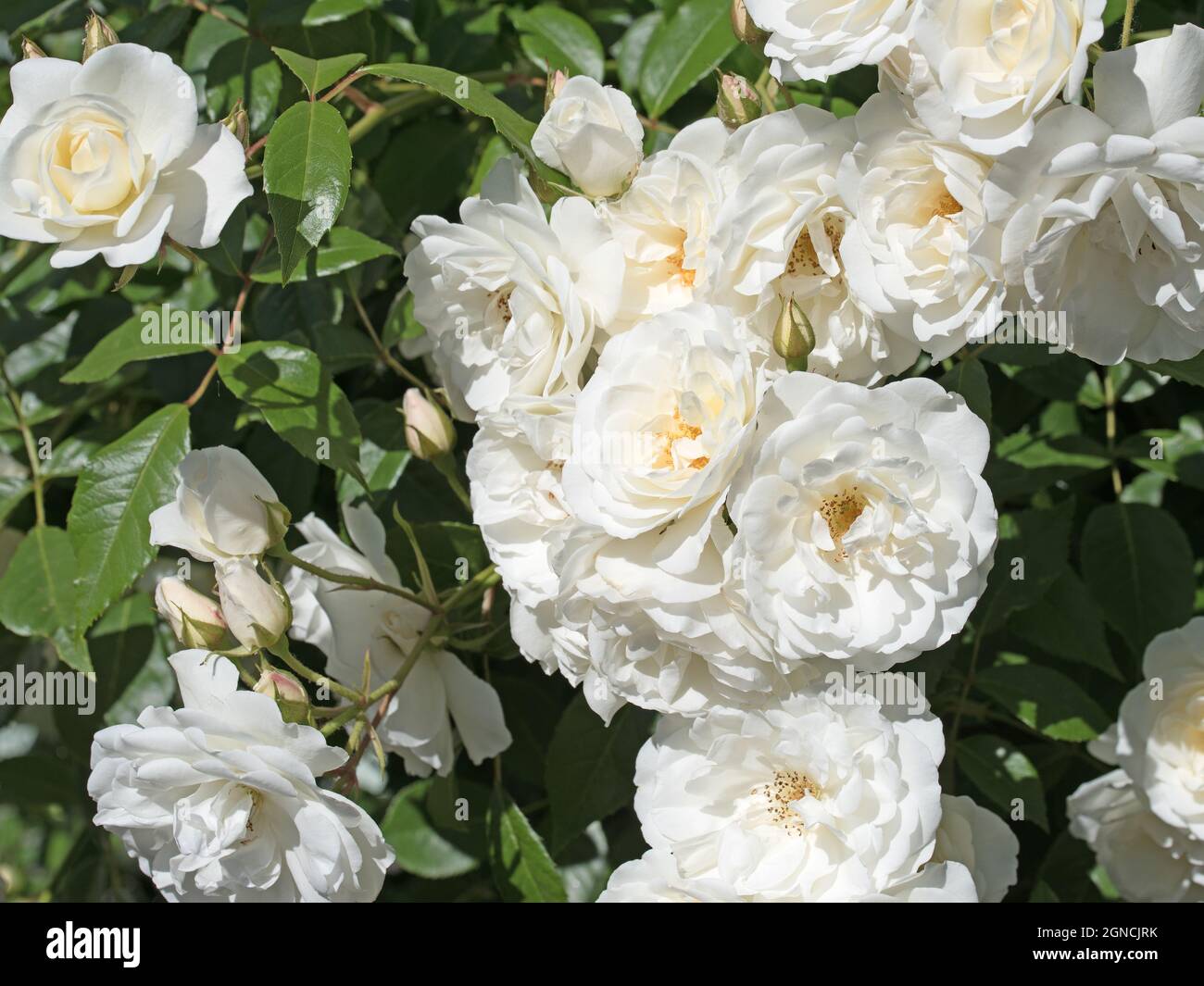 Blühende weiße Edelrosen im Garten Stockfoto