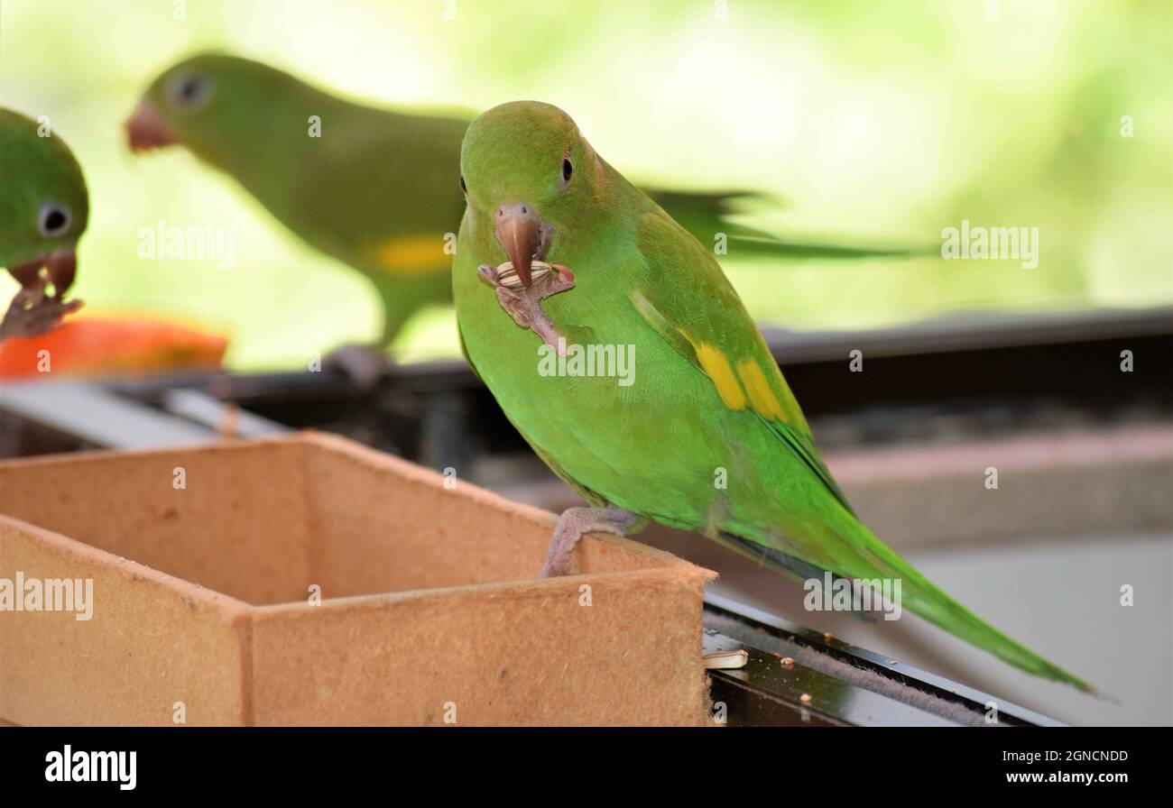 Periquitos no Brasil Stockfoto