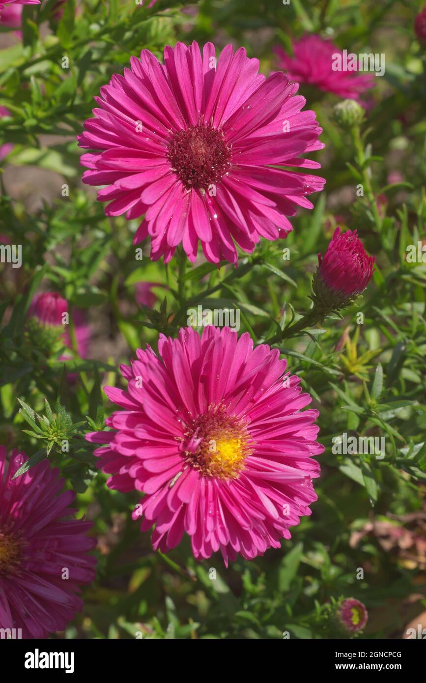 Blühende Blume im Garten, allgemein bekannt als Neuengland-Aster. Auch bekannt als Symphyotrichum novae-angliae, Aster novae-angliae, behaarte Michaelmas-d Stockfoto