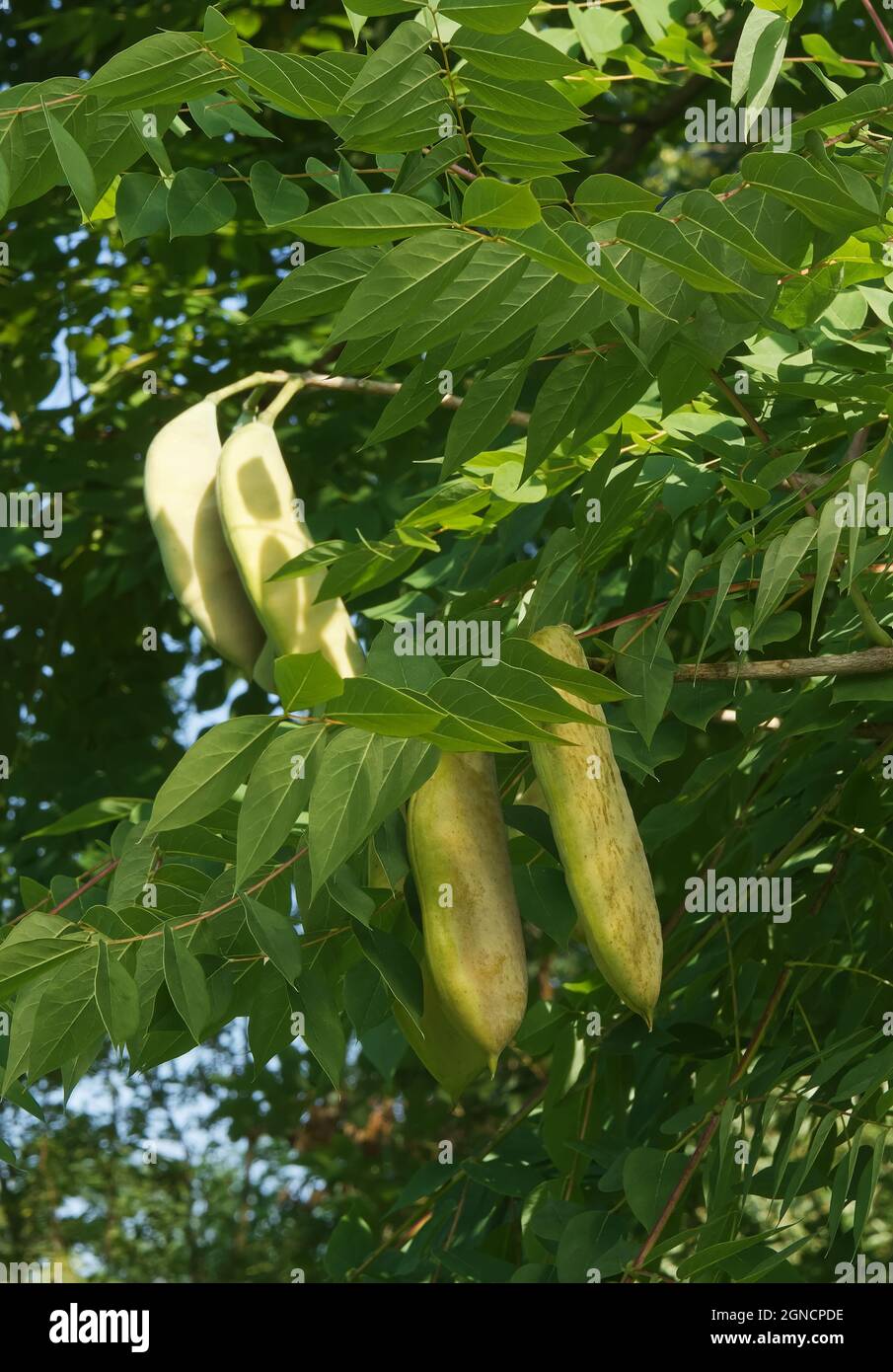 Gymnocladus dioicus Samenkapseln und Blätter. Der Baum ist auch als Kentucky Coffee Tree bekannt. Stockfoto