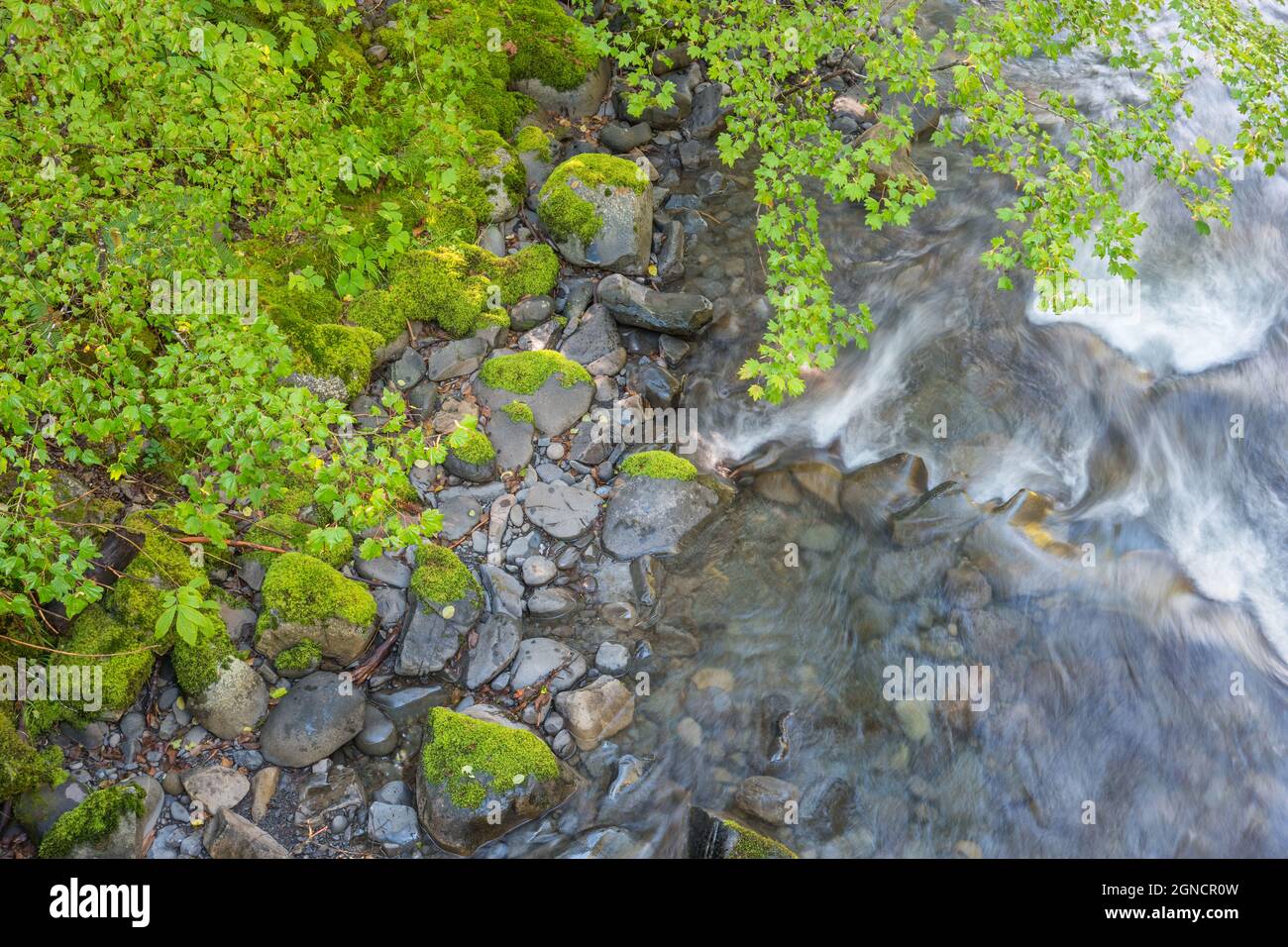 Nahaufnahme des Sol Duc River, Olympic National Park, USA Stockfoto