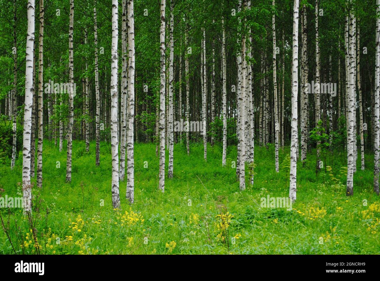 Dichter Birkenwald und Stämme in Uukuniemi, Ostfinnland Stockfoto