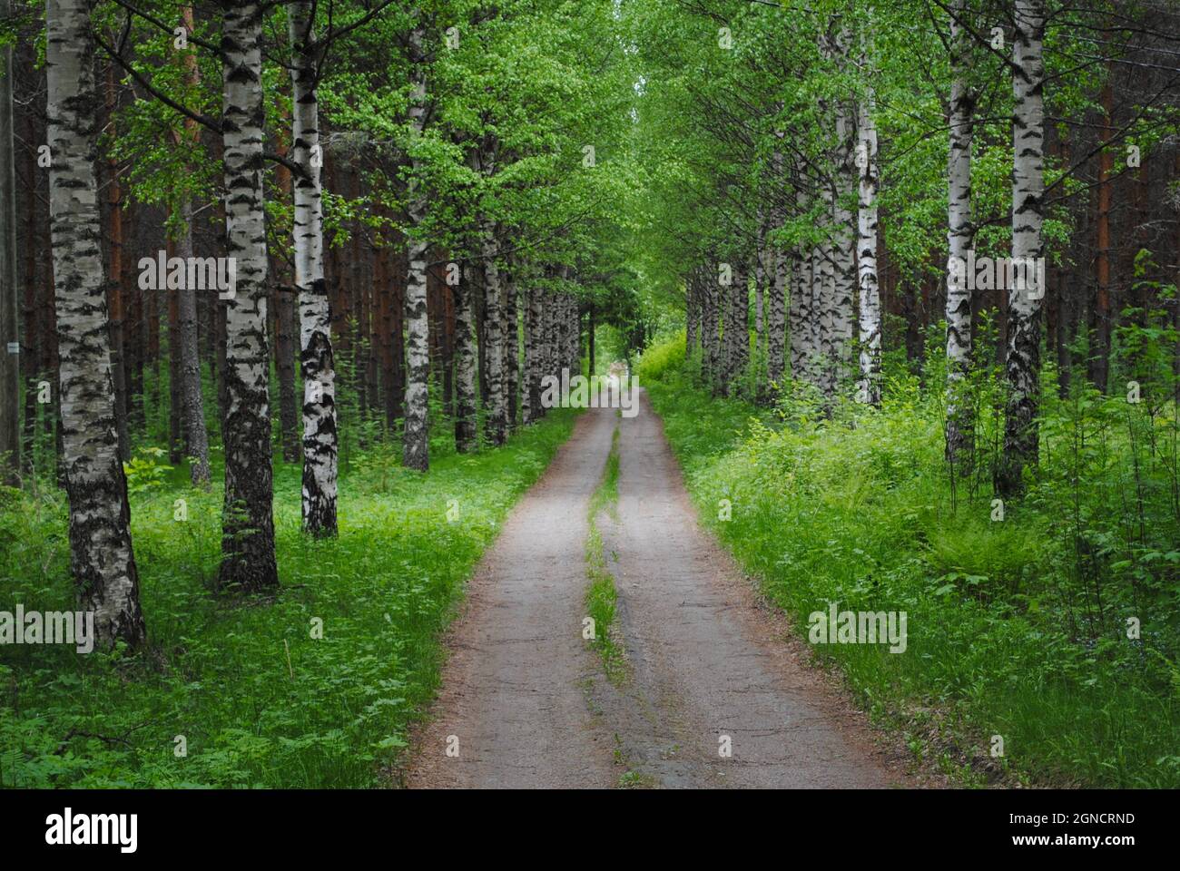 Unbefestigte Straße in Uukuniemi, Ostfinnland Stockfoto