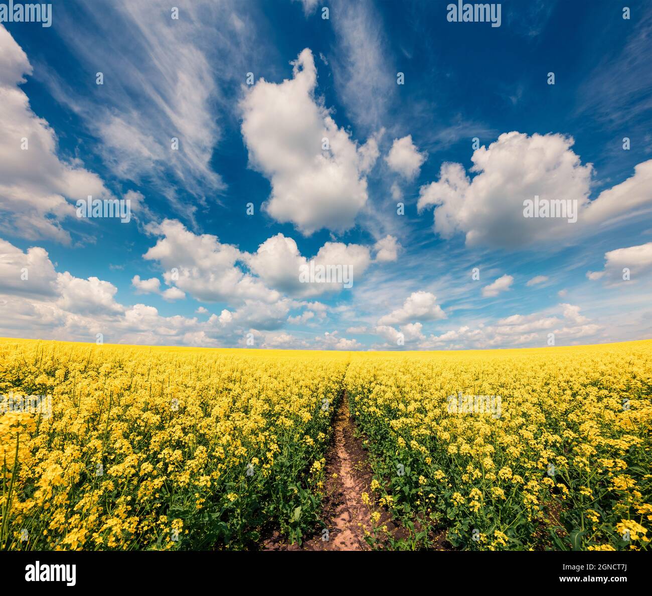 Sonnige Frühlingsansicht des Feldes der blühenden Colza. Malerische Morgenlandschaft auf dem Land. Schönheit der Natur Konzept Hintergrund. Stockfoto