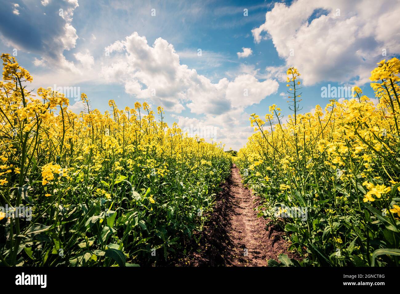 Sonnige Frühlingsansicht des Feldes der blühenden Colza. Malerische Morgenlandschaft auf dem Land. Schönheit der Natur Konzept Hintergrund. Stockfoto