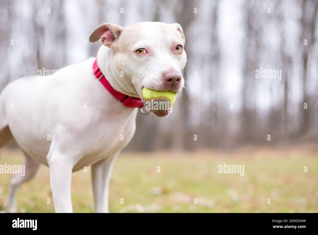 Ein verspielter weißer Terrier Mischlingshund, der einen Ball im Mund hält Stockfoto