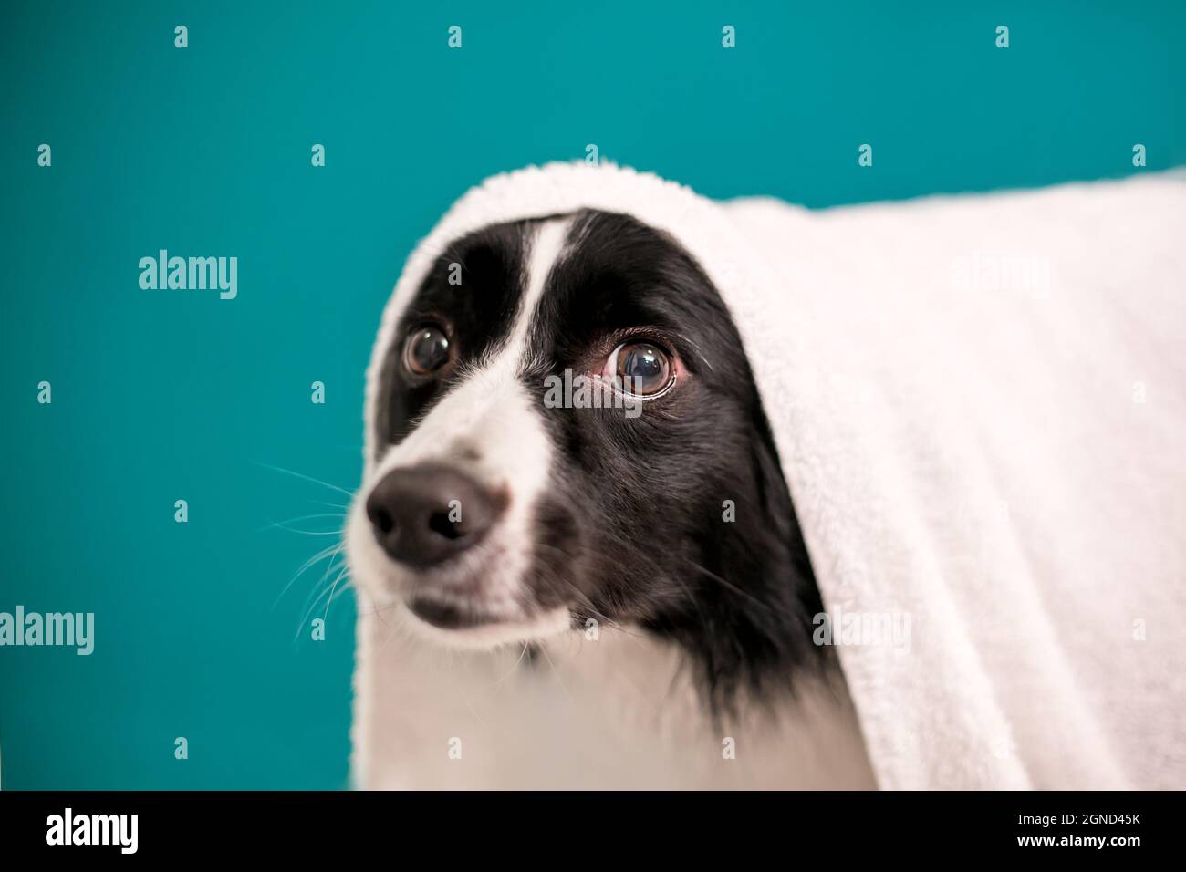 Ein Border Collie Hund mit einem Handtuch drapiert über den Kopf nach einem Bad Stockfoto