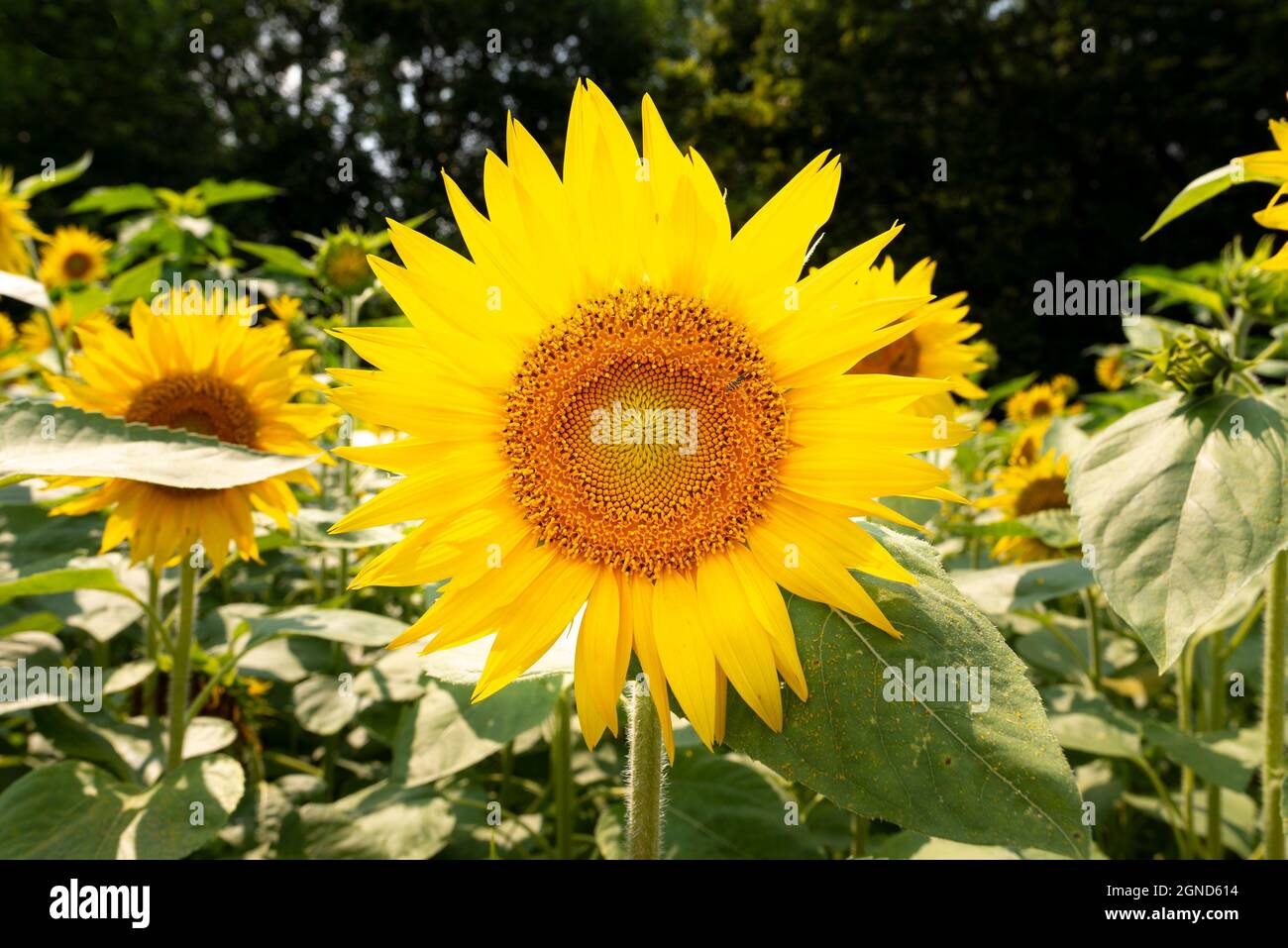 Sonnenblume 2 Stockfoto