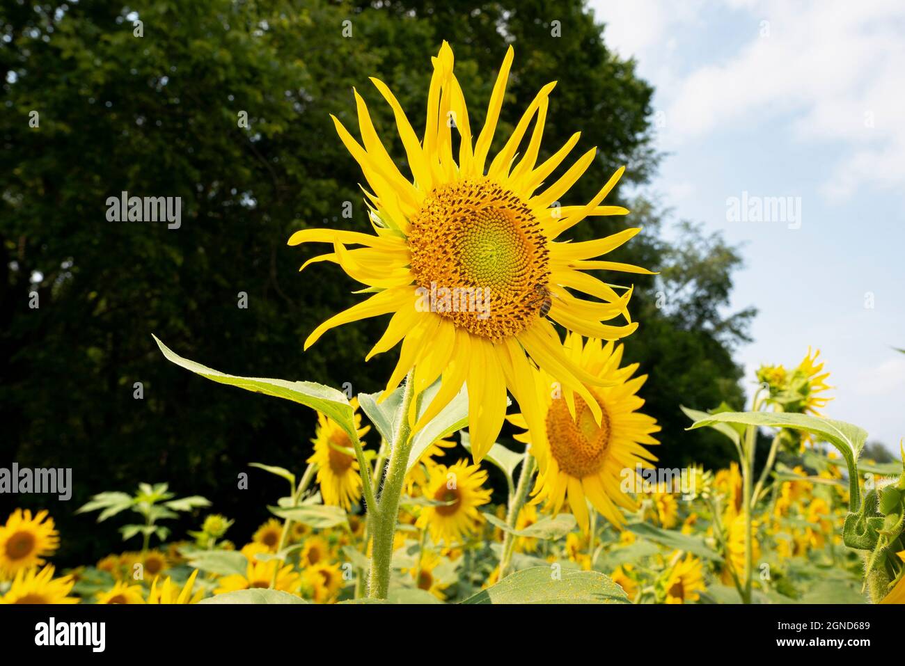 Sonnenblume 3 Stockfoto