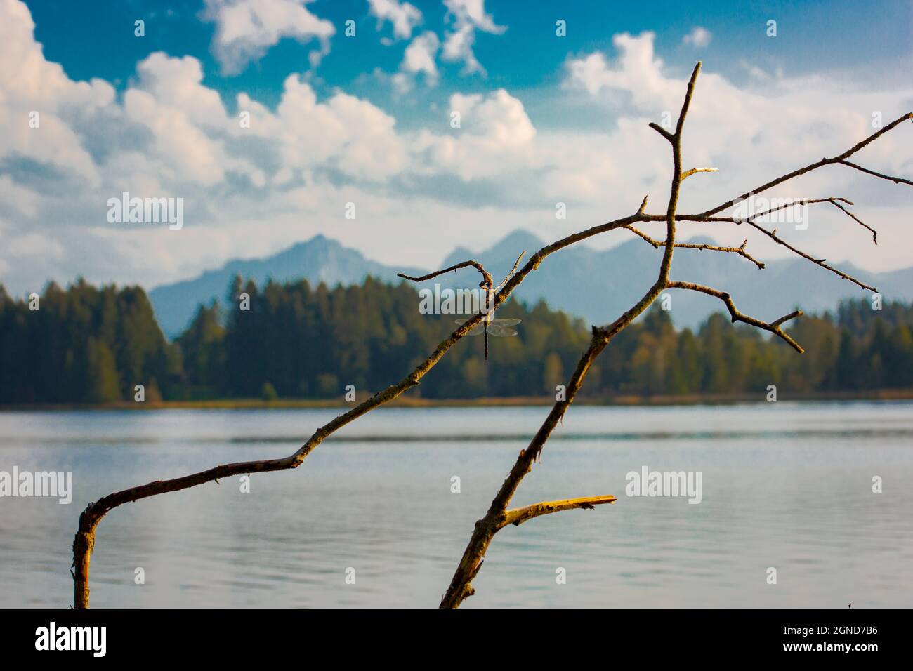 Dies ist eine Landschaft, die mit einer Libelle, einem Baumzweig im Vordergrund und den deutschen bayerischen Alpen im Hintergrund aufgenommen wurde. Stockfoto