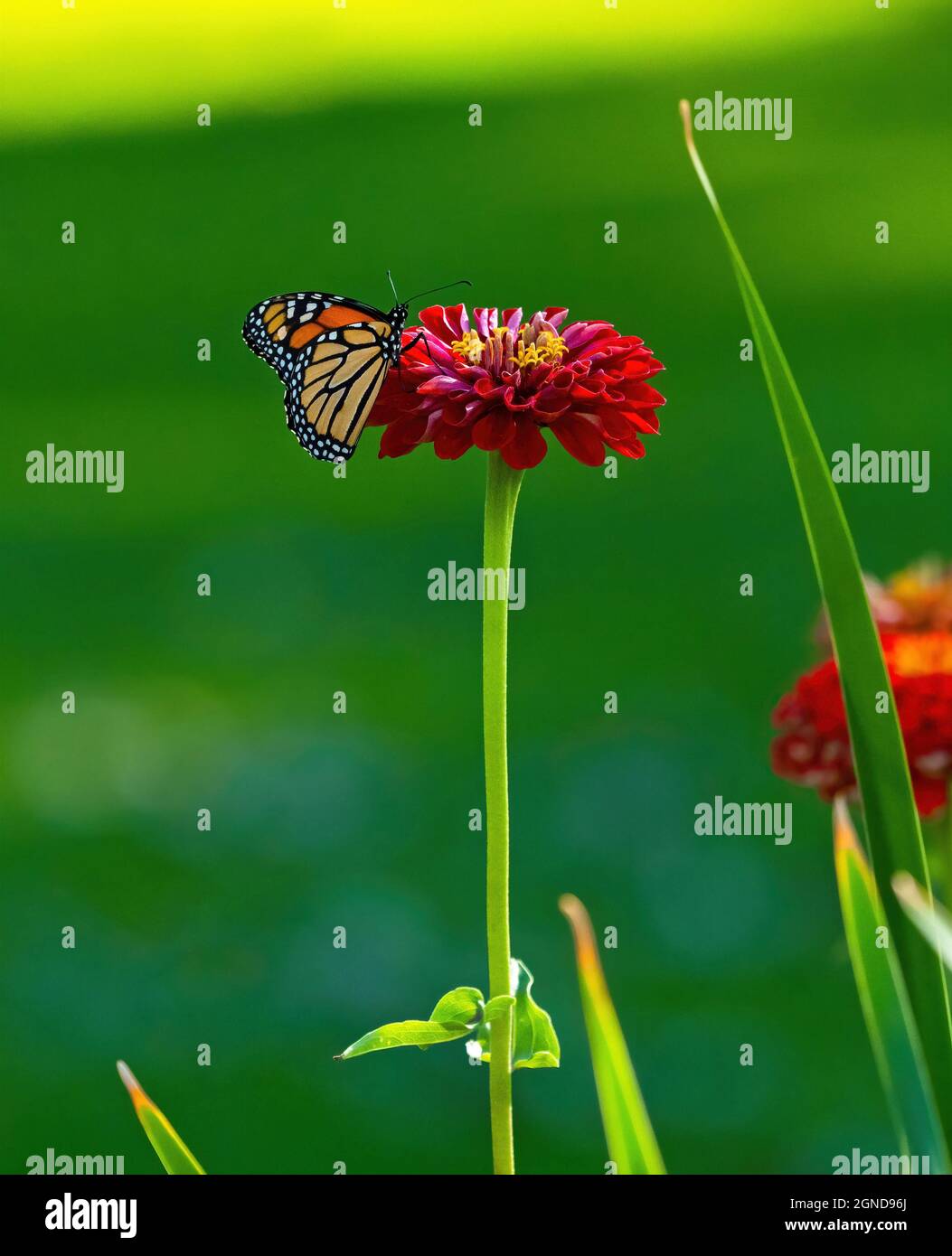 Ein Monarch-Schmetterling, der auf einer langstieligen roten Zinnia im schattigen Teil des Gartens ruht. Stockfoto