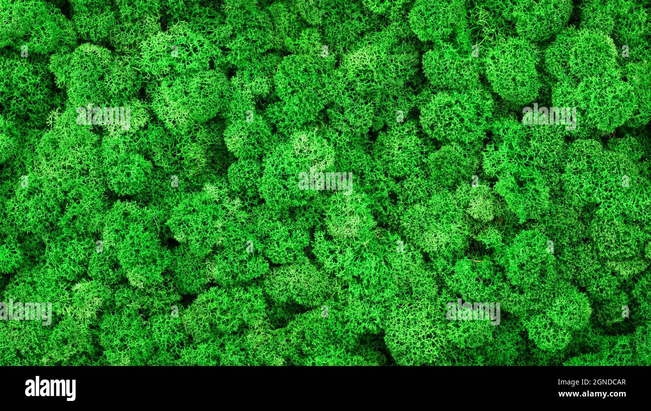Moos Textur Hintergrund, Banner mit grünem Rentiermoos im Wald, Garten oder drinnen. Panorama von Flechtenpflanzen auf Innenhauswand als Inneneinrichtung Stockfoto