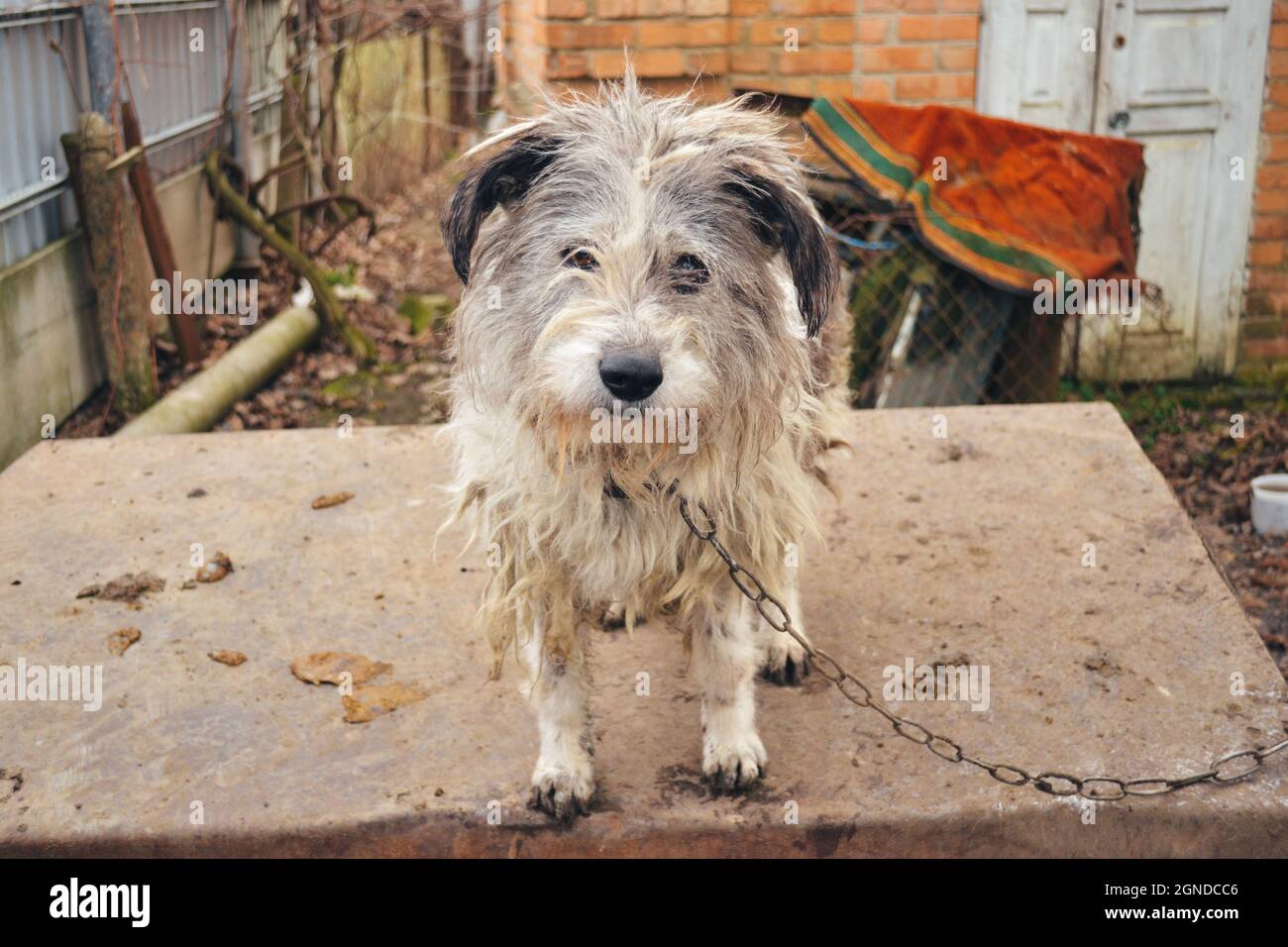 Porträt eines alten Wachhundes aus der Nähe Stockfoto