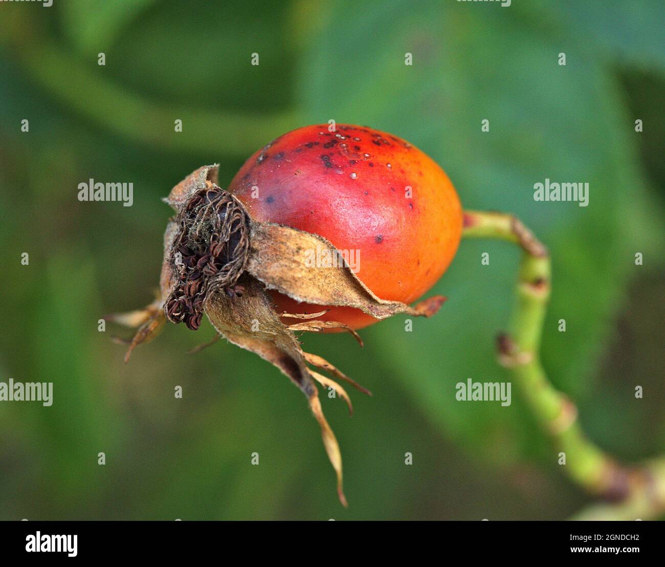 Nahaufnahme einer reifen Hagebutte, der gesunden Frucht einer Rose. Fokus im Vordergrund. Stockfoto