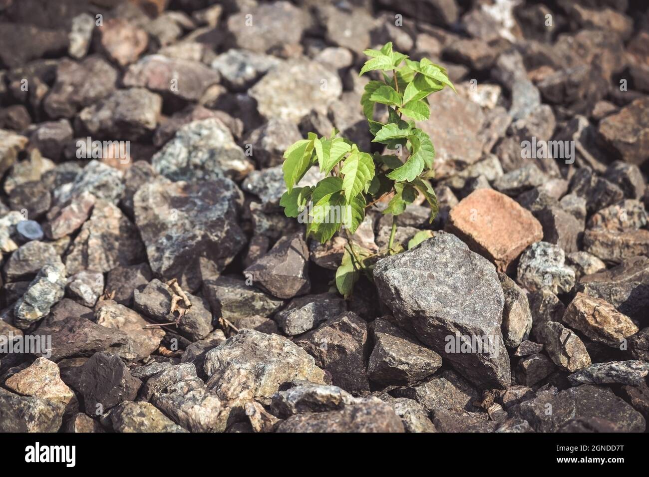 Grüne Pflanze wächst unter den Steinen Stockfoto
