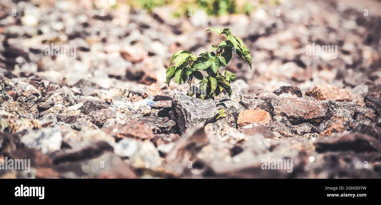 Grüne Pflanze wächst unter den Steinen Stockfoto