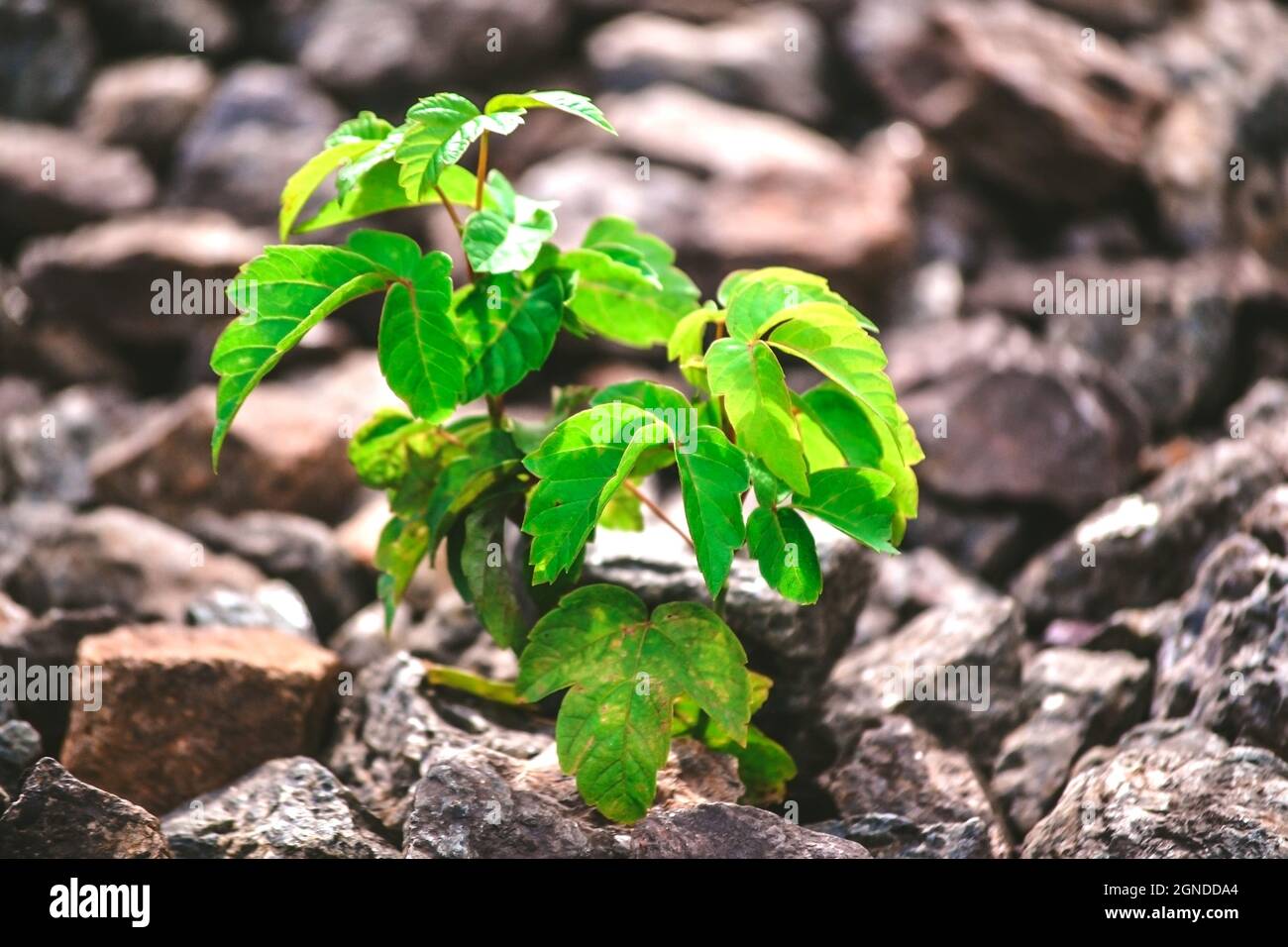 Grüne Pflanze wächst unter den Steinen Stockfoto