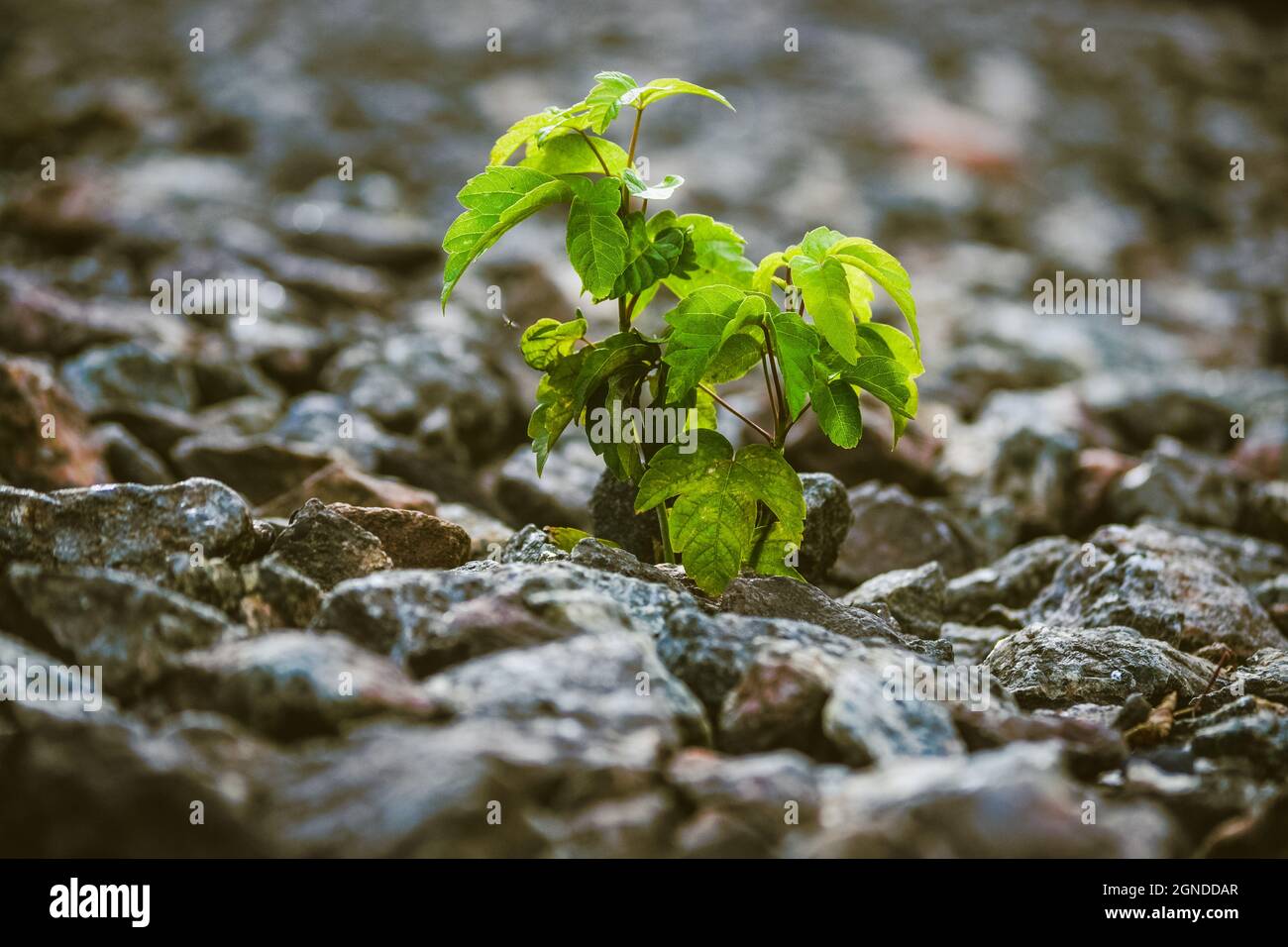 Grüne Pflanze wächst unter den Steinen Stockfoto