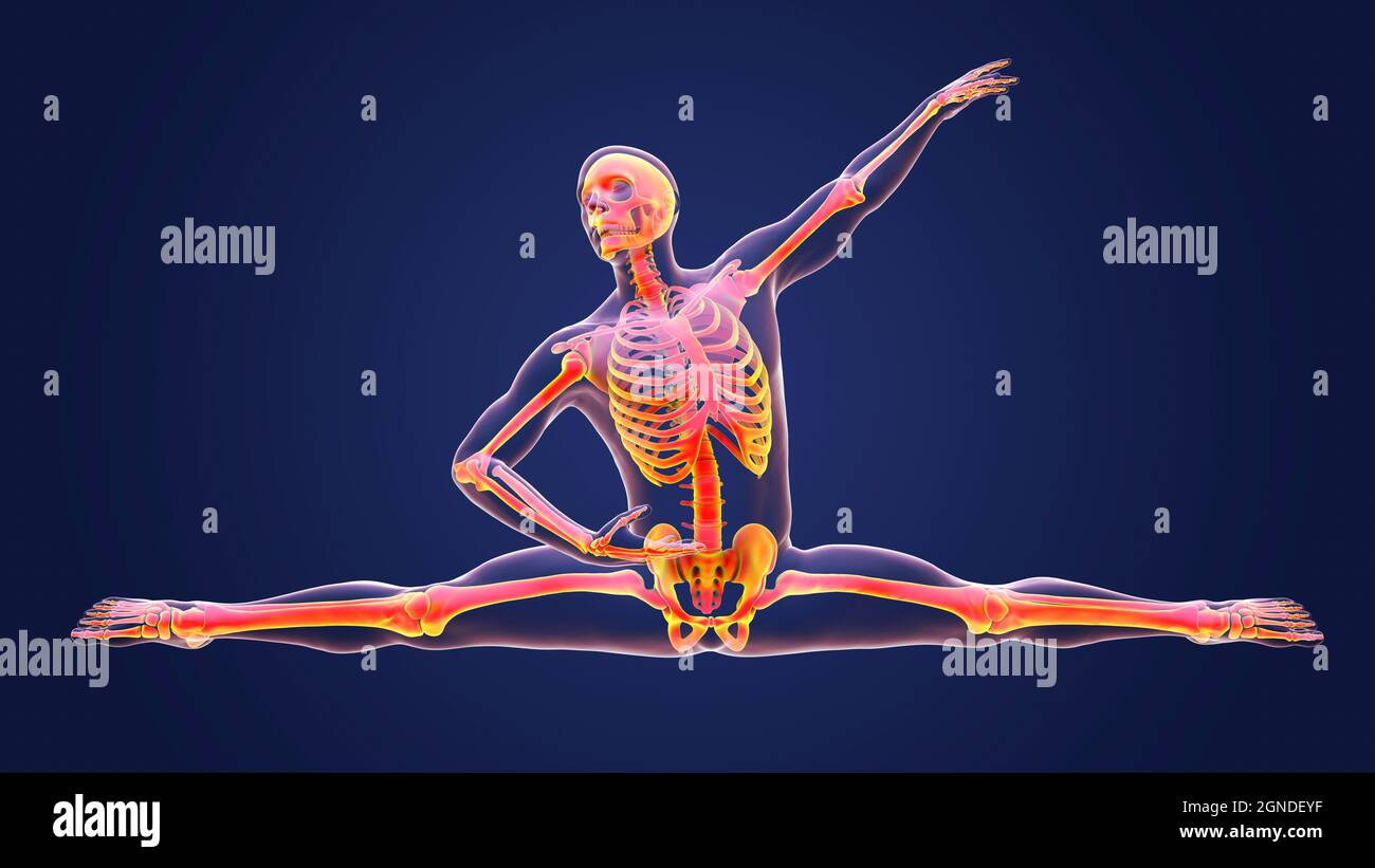 Anatomie eines Tänzers, Illustration Stockfoto