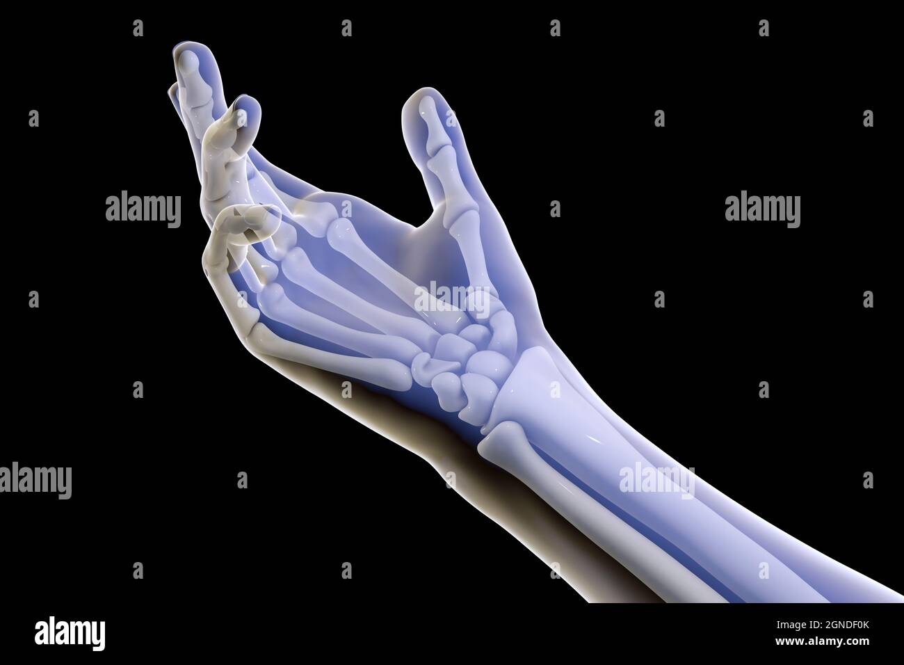 Menschliche Hand Knochen, Abbildung Stockfoto