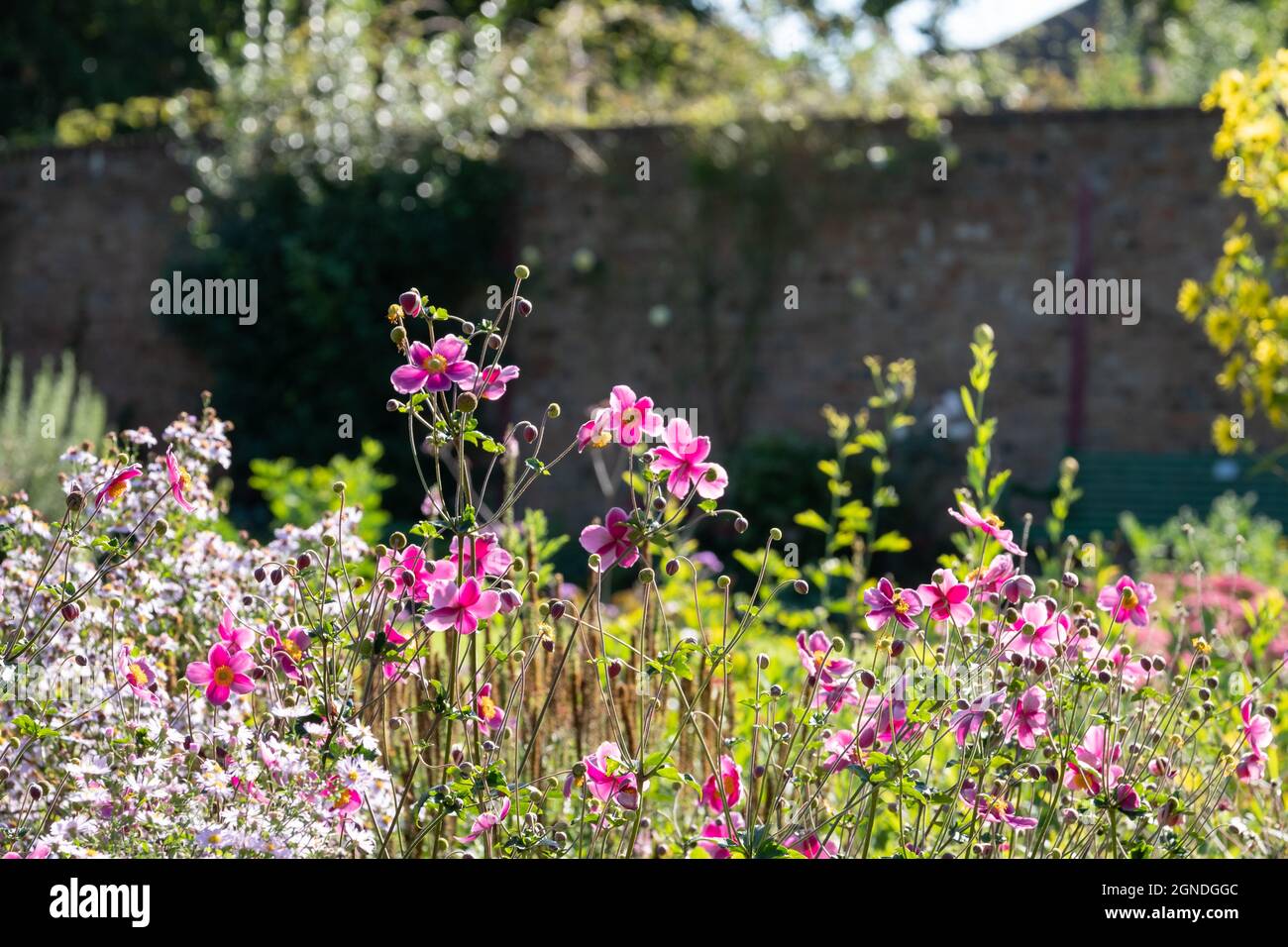 Leuchtend rosa japanische Anenomblumen spiegeln die Herbstsonne im historischen, von Mauern umgebenen Eastcote House-Garten im Stadtteil Hillingdon, London, Großbritannien, wider. Stockfoto