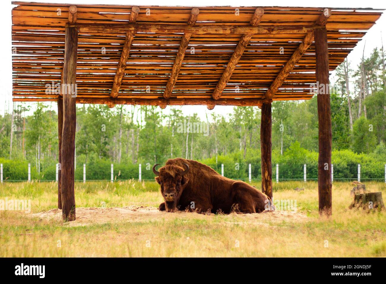 Massiver, riesiger brauner Bison, der unter einem Holzdach liegt Stockfoto