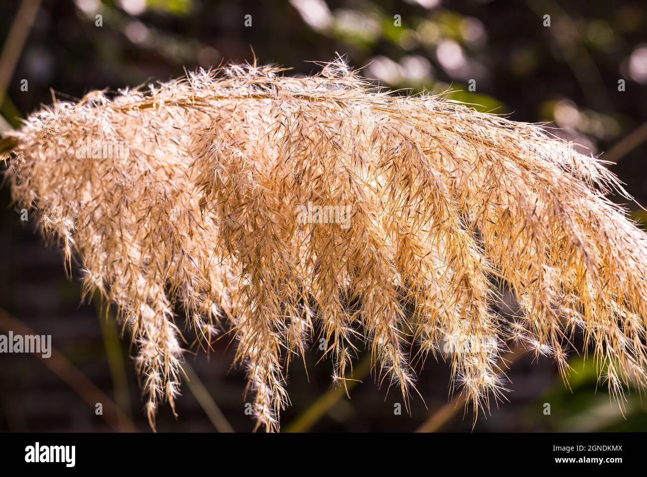 Ein Fleece wie ein federiges Blatt Stockfoto