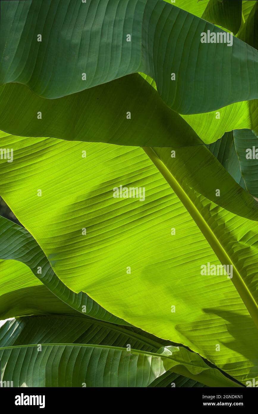 Große, grün blättrige, strukturierte Pflanzen Stockfoto