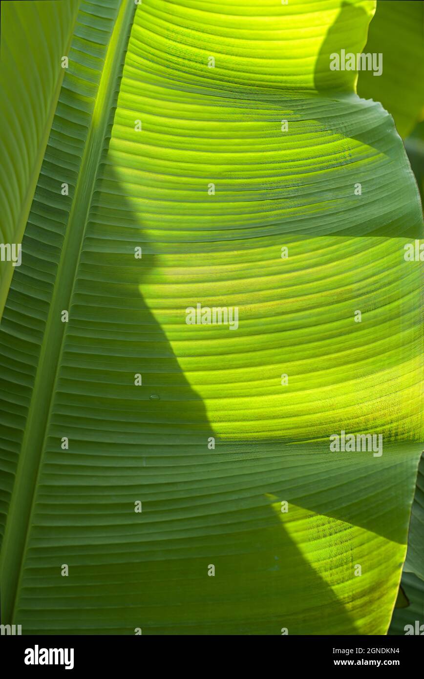 Große, grün blättrige, strukturierte Pflanzen Stockfoto