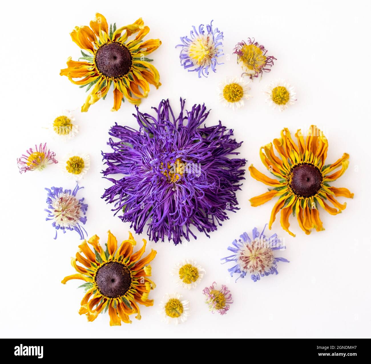 Getrocknete, violette Aster- und gelbe Rudbeckia-Blüten, Gänseblümchen und Ringelblumenblätter, die in einem Muster auf weißem Hintergrund angeordnet sind. Stockfoto