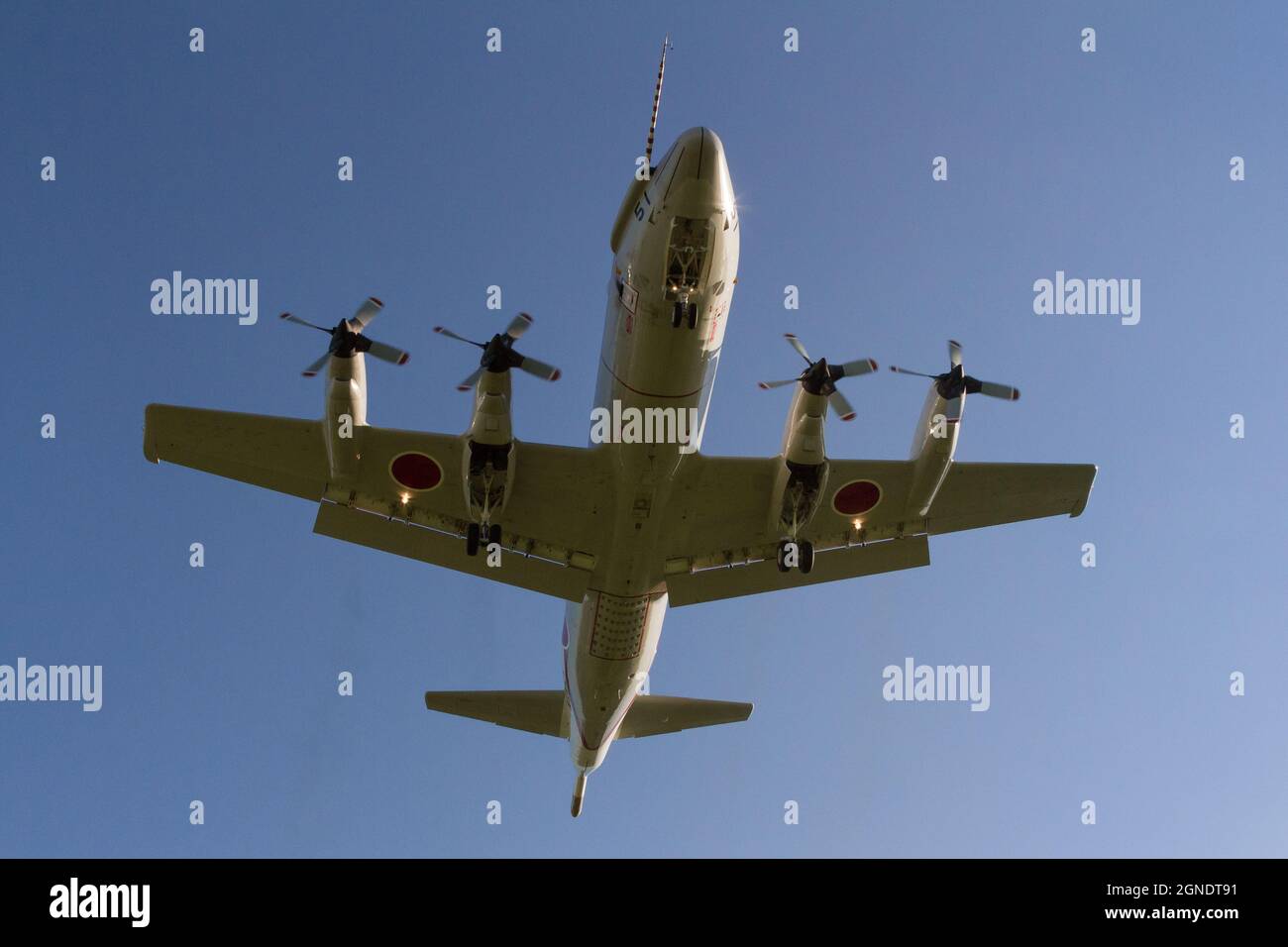 Die Unterseite eines JMSDF Lockheed UP-3C Orion Maritime Aufklärungsflugzeugs, während es auf dem Naval Air-Gelände des Atsugi Airbase in Kanagawa, Japan, landet. Stockfoto