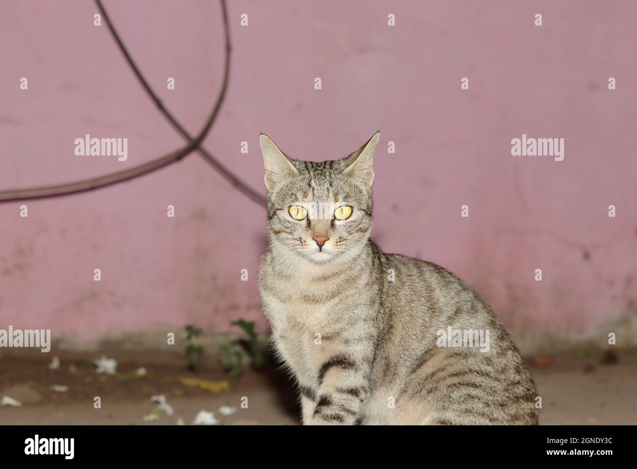 Nahaufnahme Einer grauen gestromten Katze, die draußen im Innenhof des Hauses sitzt Stockfoto