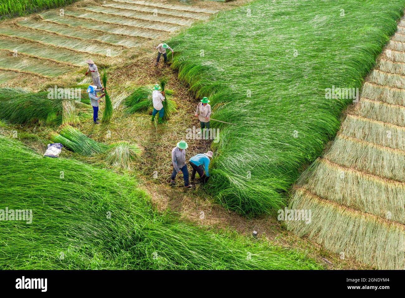 Sommer auf dem Sedge Field Mang Thit, Vinh Long Stockfoto