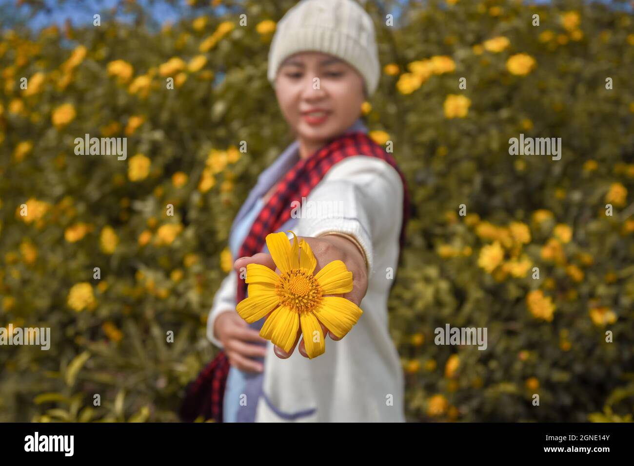 Wilde Sonnenblumen blühen in der Stadt der Tausenden Blumen in Da Lat, Vietnam Stockfoto