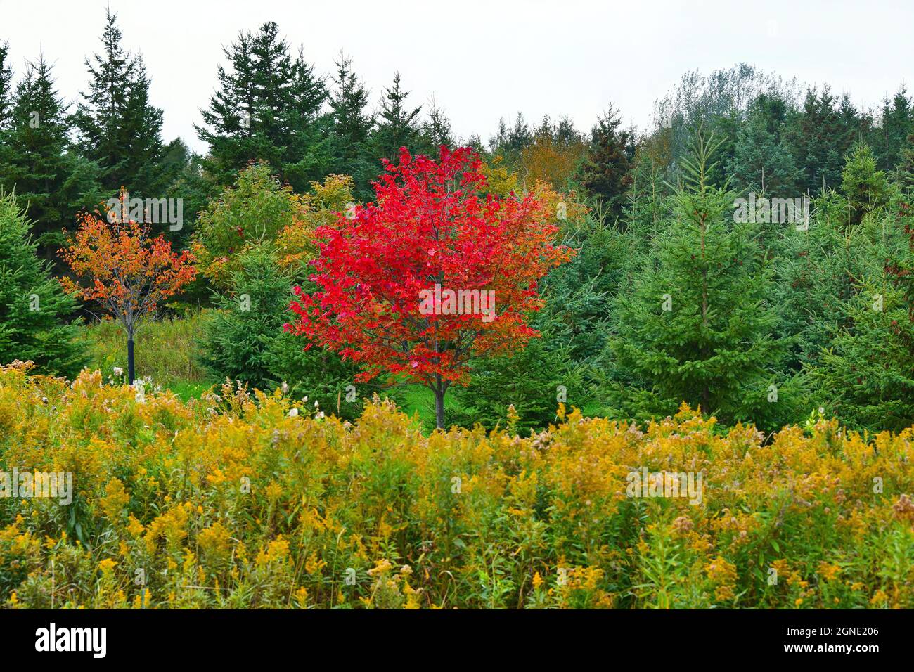 Zwei helle, kleine Ahornbäume vor einer immergrünen Baumgegend, während an einem bewölkten Herbsttag im Vordergrund wilde, goldene Stabblumen blühen. Stockfoto